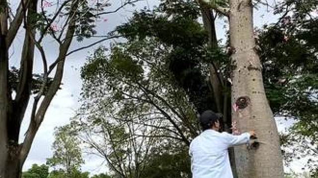 落花试试这样拍#手机摄影 #拍摄技巧 #落花 #治愈系 #氛围感