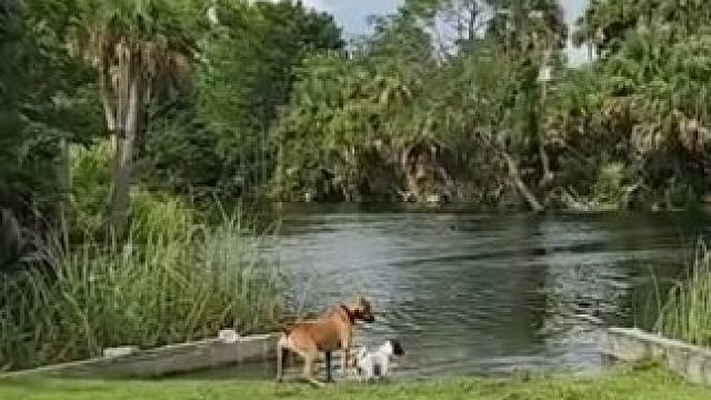 狗子下水捉鳄鱼… #国外视频分享 #狗狗 #鳄鱼