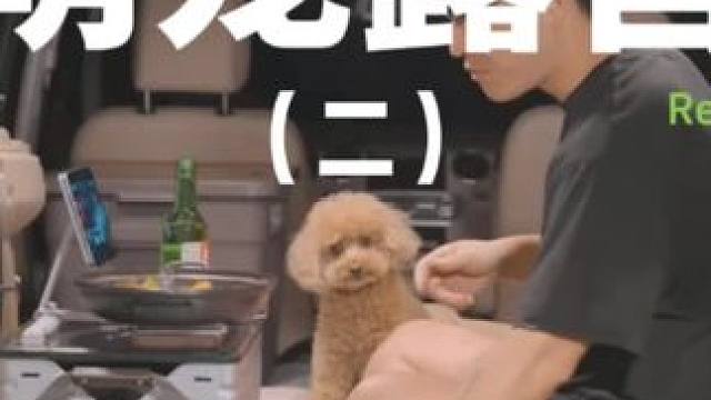 萌宠露营（二）#露营 #解压 #助眠 #萌宠 #户外露营