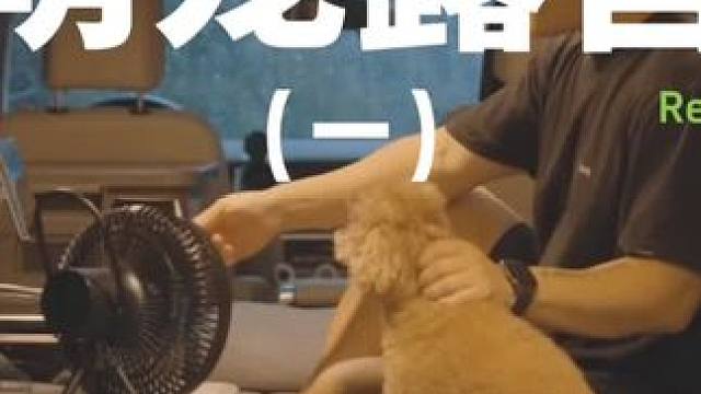 萌宠露营（一）#露营 #解压 #助眠 #萌宠 #户外露营