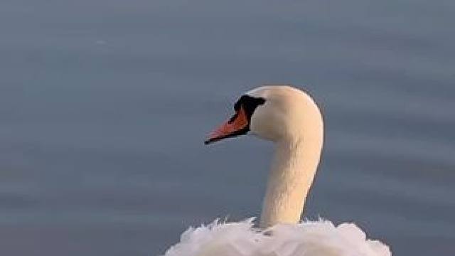 母爱真的不分物种
#人与自然万物和谐共处 #万物皆有灵性 #人与动物和谐共处 #治愈世界治愈你