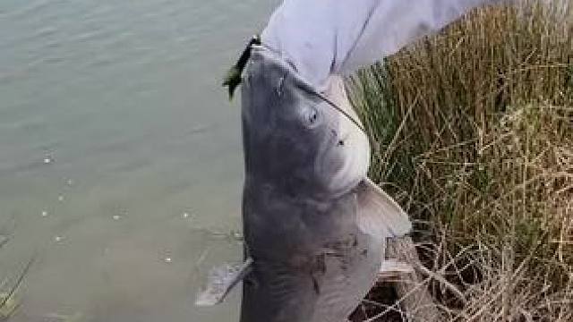 #钓鱼的乐趣只有钓鱼人懂 #野钓 #秋天正是钓鱼好时节