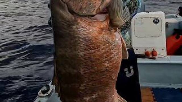 #这鱼哪个钓友看了不羡慕 #钓鱼的乐趣只有钓鱼人懂 #海钓