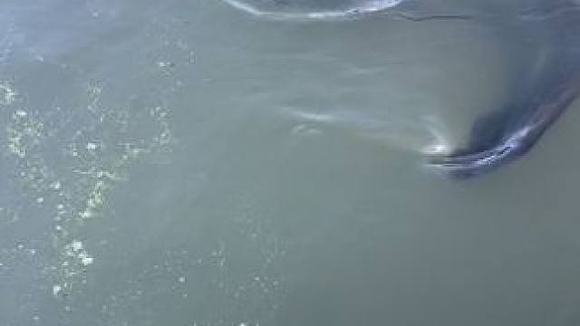 #这鱼哪个钓友看了不羡慕 #秋天正是钓鱼好时节 #每个钓鱼人都有个百斤巨