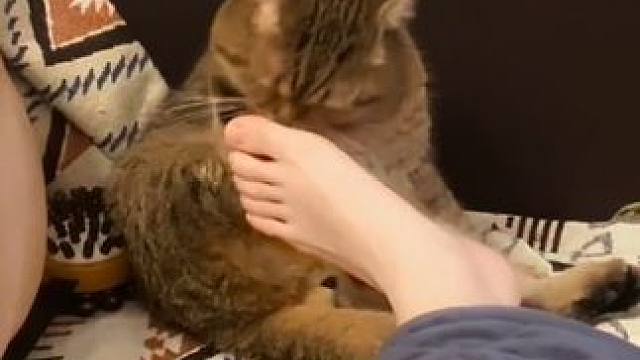 工具猫的日常#工具猫的日常#工具猫#猫咪的迷惑行为#喵星人#橘猫