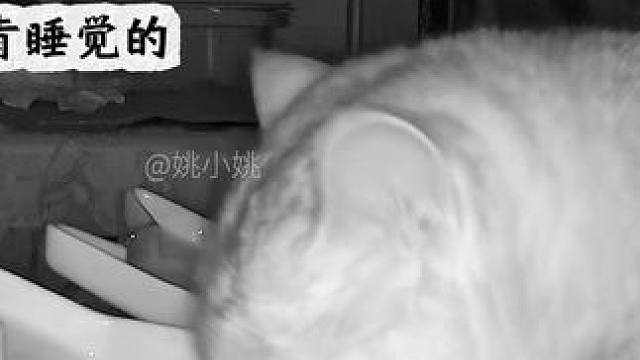 阿蛋小朋友吃完饼干后一觉睡到大天亮 #记录猫咪日常 #监控下的一幕 #它只是不会说话其实它什么都懂 