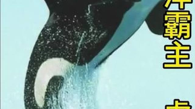 虎鲸，海洋中的街溜子，真正的海洋霸主#一代人有一代人的动物世界 #动物世界 #动物解说