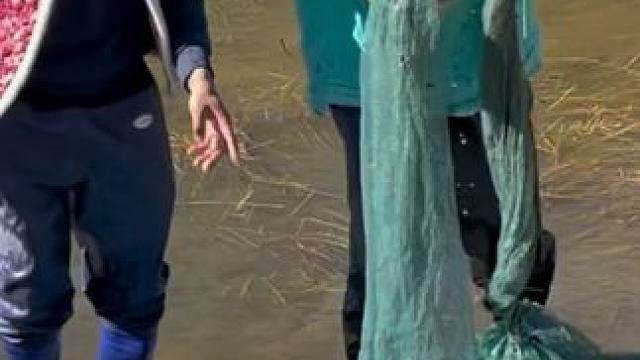 #户外捕鱼 #好多鱼