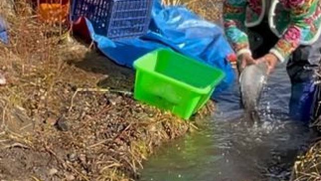 #户外捕鱼 #好多鱼