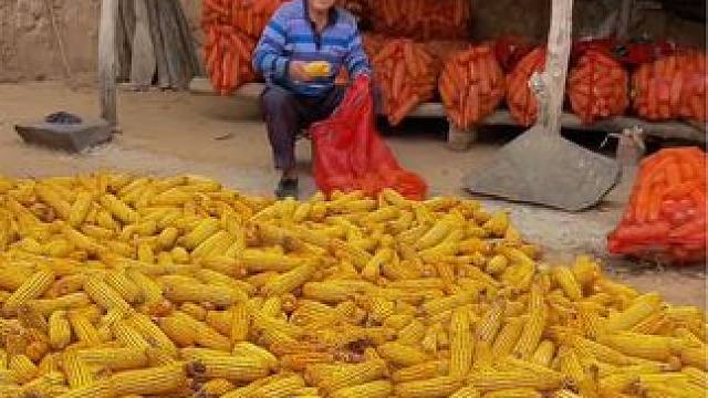 如果有一天你累了，就来乡下走走吧，
看看金秋的丰收景象，闻闻泥土的芬芳，呼吸新鲜空气，再看看咱爸咱妈