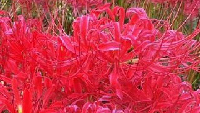 巩义彼岸花 #河南刚哥#志刚在路上#偶遇彼岸花