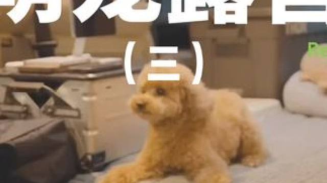 萌宠露营（三）#露营 #解压 #助眠 #萌宠 #户外露营