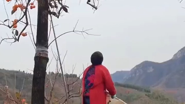 摘柿子的好办法