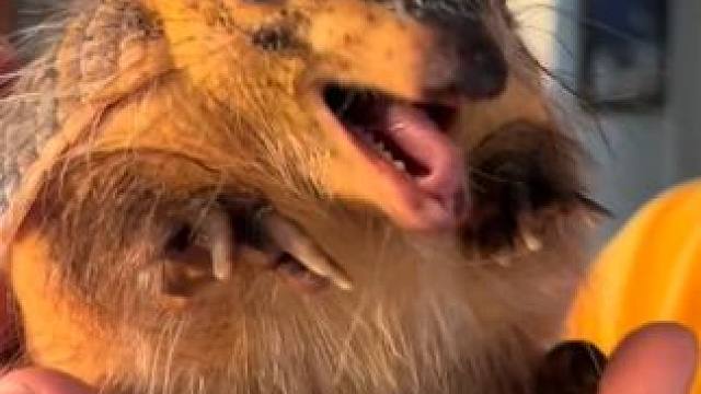 宠物犰狳 #国外视频分享 #奇妙的动物 #宠物