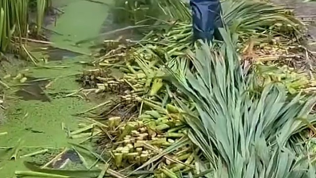 茭白炒腊肉好吃