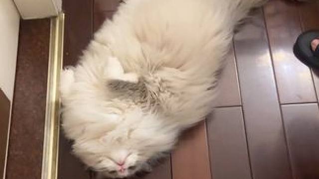 家里的氛围怎么能这么矫情 #小猫是平淡生活的解药 #万物可爱计划 #宅家治愈记 #养宠人的治愈谁懂啊