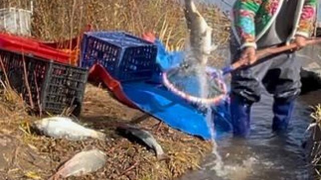 #户外捕鱼 #好多鱼