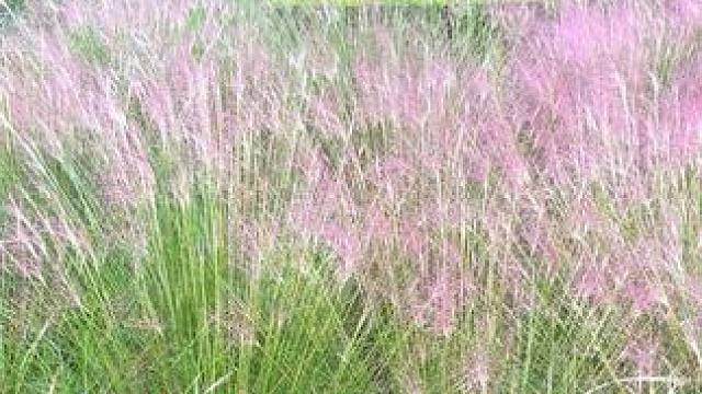 京襄城公园 #旅行推荐官 #网红粉黛 #河南刚哥#志刚在路上