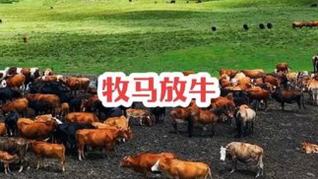 生活太累，不如，我们到雁门关外牧马放羊，别再理江湖武林的恩恩怨怨了……#远离城市的喧嚣 #自由和远方