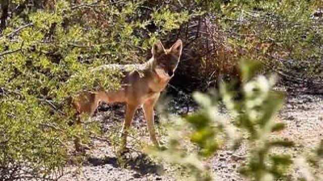 郊狼勇闯农场拖走牛羊 #纪录片解说 #原始技术