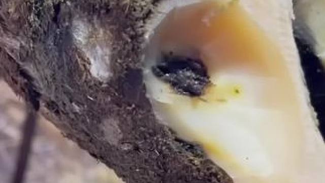 挖不到尽头的黑洞究竟是怎么被发现的#解压 #修牛蹄 #九块九省钱护肤攻略