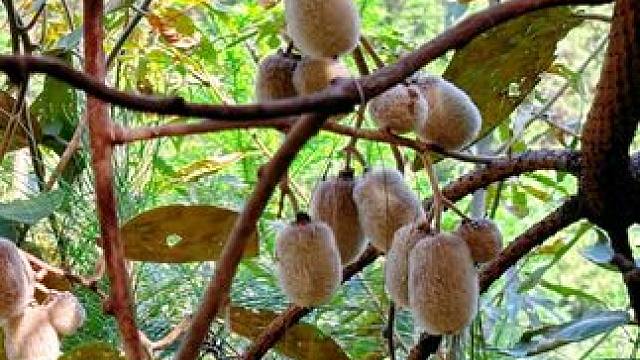 山里的野生猕猴桃成熟了，你们吃过吗？ #野果 #猕猴桃 #童年回忆 #农村生活