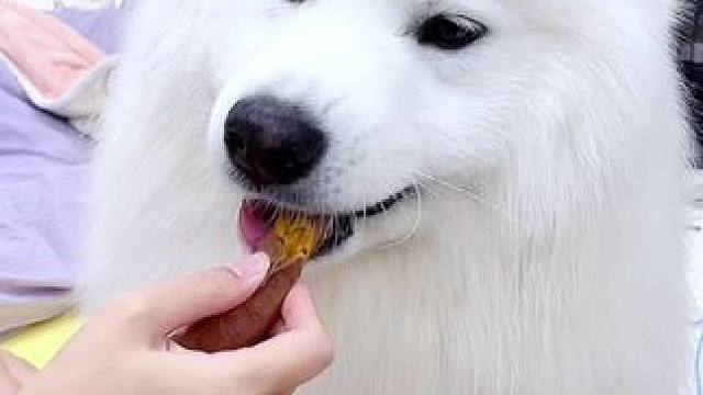 #萨摩耶 #萌宠出道计划 #萌宠日常记录 #萌宠vlog #狗狗