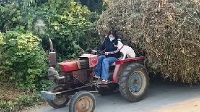 熊我 仰住信球脸开着钢圈跑
啥都赖我撂挑子了#田间地头 #农民种地不容易 #农村生活