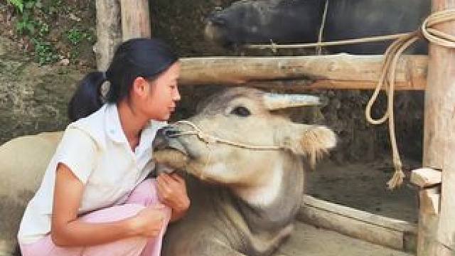 #记录我的乡村生活#田园生活#放牛的生活