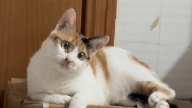 歪头眨眼喵喵叫～没有人类可以拒绝这三件套！ #三花猫 #记录猫咪日常 #这小猫谁养谁不迷糊啊