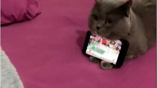 动物的迷惑行为~