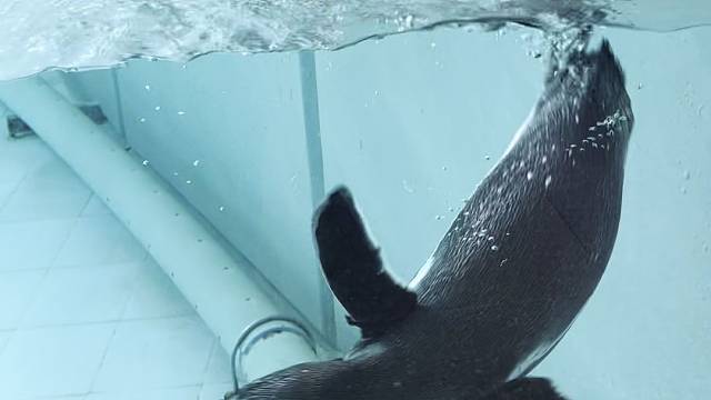 在世界的尽头，有一个黑洞，而里面是幻想动物世界