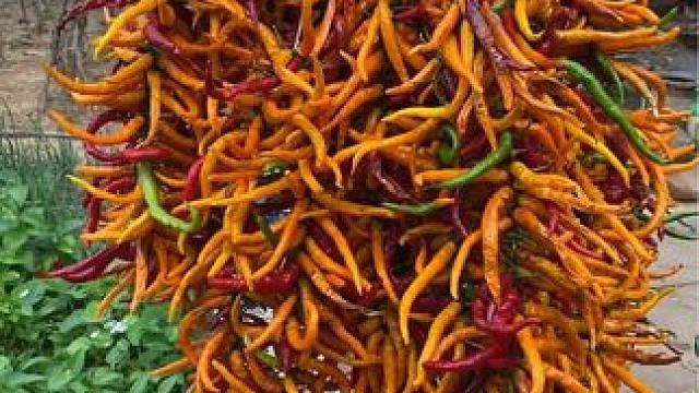 #美食 #农村美食 #丰收的季节 #农村生活 #辣椒