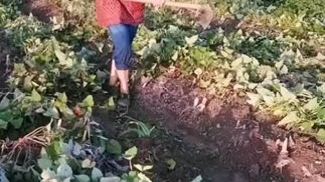 山卡里的农村大姐学费了开直播每天收获满满您还在恐播怕播不敢开播开播了不知说什么吗#记录真实生活 #农