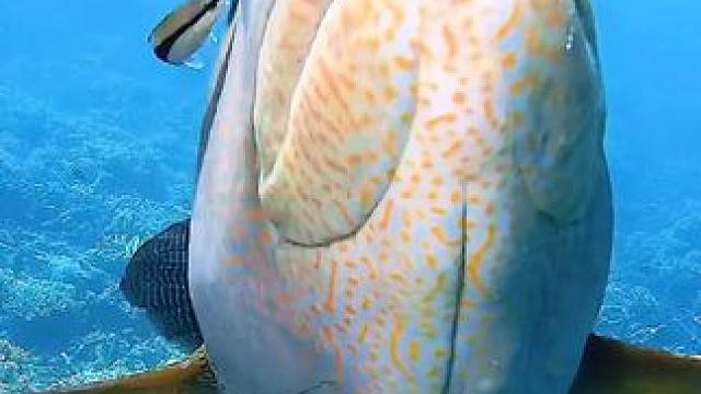 #一起看看海底世界 色彩缤纷的鱼群#奇妙的海洋生物 #海底世界真奇妙