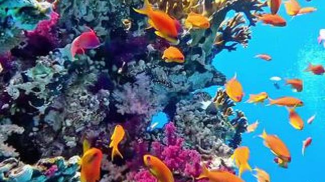 一起去看看大自然造就的#海底世界 花园，她五彩斑斓绚丽绽放！#奇妙的海洋生物 #海底世界真奇妙 #蓝