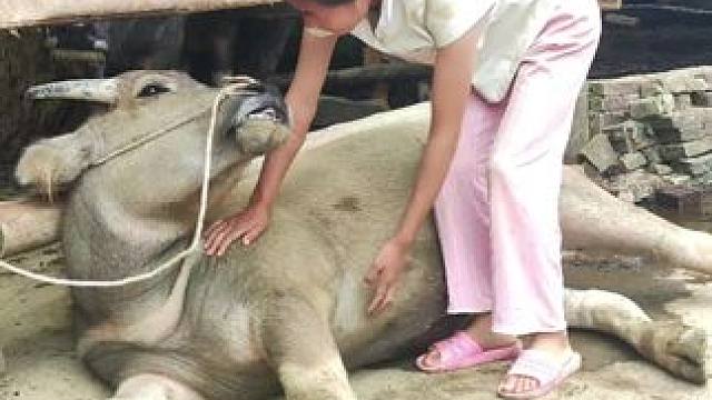 牛仔也想要放一天假，赖床草也不想去吃了#记录我的乡村生活 #放牛的生活 #田园生活