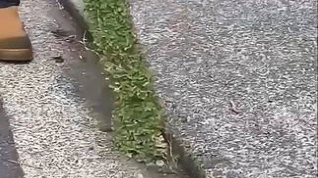 草坪修理师里里外外都整了一遍 #草坪 #除草 #解压 #除草机