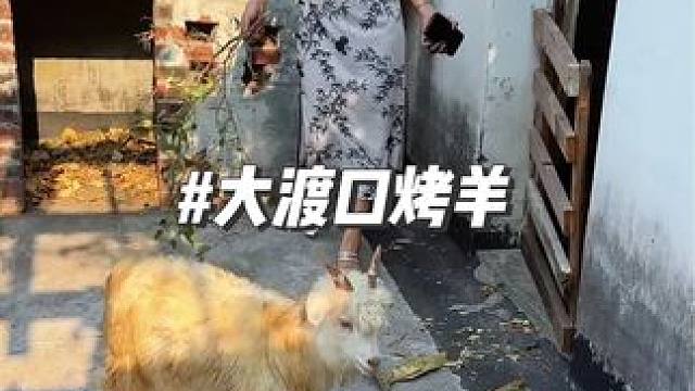 烤活羊吃约四十斤一桌包完几百，大渡口小伙伴有口福咯 #国庆美食打卡 #同城好店推荐 #特色烤全羊 #