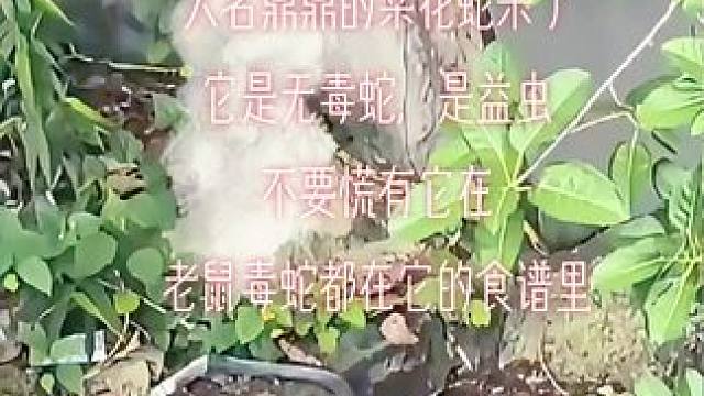 #蛇虫鼠蚁 #蛇 #真实户外