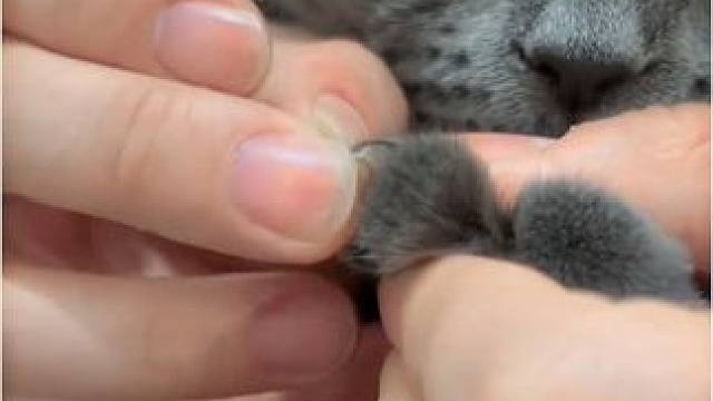 工具猫的一天#猫咪#工具猫#铲屎官的乐趣#捡了个猫#被萌宠治愈的那些时刻