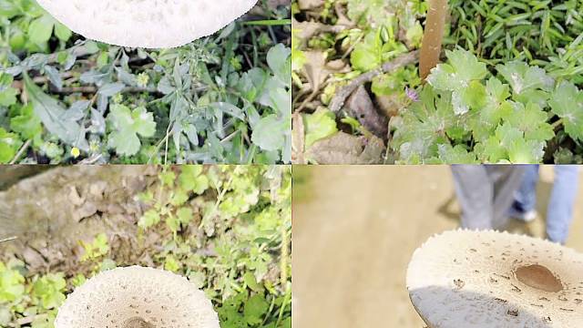 马尾藻海是唯一一个没有海岸的海