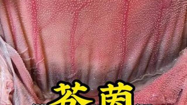 我又来了 #血毛肚 #冉家坝美食