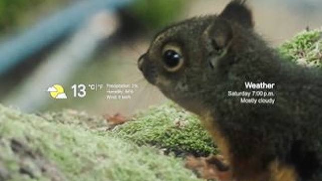 (´･ω･`)#松鼠  #死神bleach