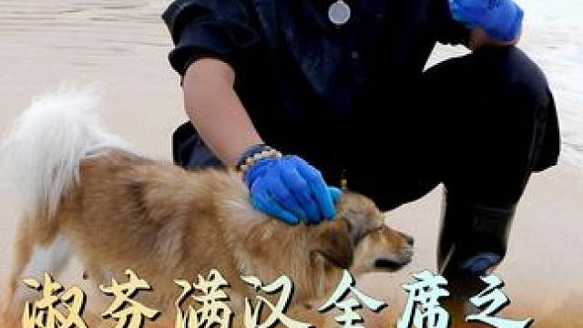 章鱼小丸子里的章鱼肉小得离谱，要就大块吃肉！ 点赞过十万，我把整只大章鱼放进丸子里！#沙威玛美食 #