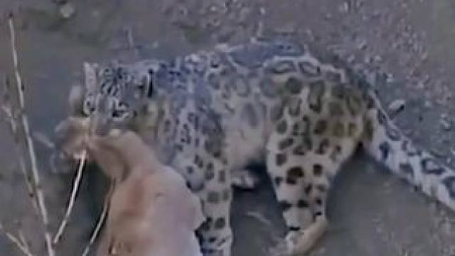 雪豹在悬崖峭壁上猎捕岩羊，岩羊落荒而逃，但还是被雪豹轻松拿下，大自然太残酷了#野生动物零距离 #高原