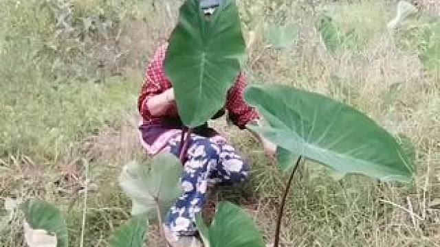 山卡卡里的农村大姐学费了开直播每天收获满满您还在恐播怕播不敢开播开播了不知说什么吗#记录真实生活 #