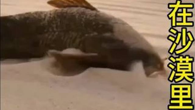 沙漠中不仅有鱼可以生存，而且还有渔夫捕鱼，真是大开眼界#动物世界 #动物解说 #一代人有一代人的动物