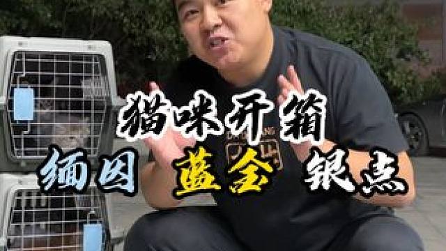 又没忍住啊兄弟们 这四箱猫实在太好看了！#壮实说猫 #蓝金 #缅因