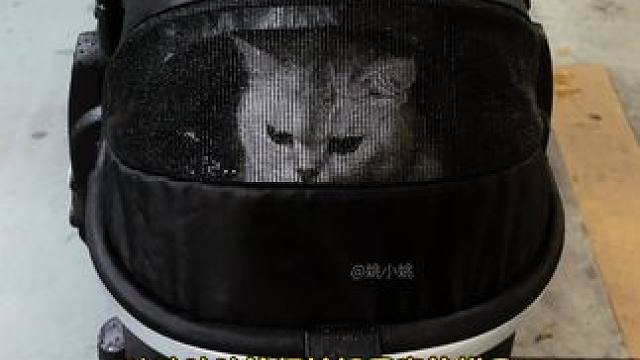 带弟弟和阿蛋出门遇到下暴雨了走不了 #记录猫咪日常 #随拍 #猫和孩子